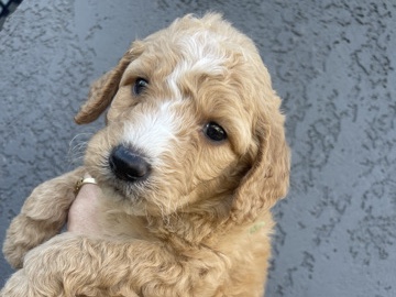 Goldendoodle – golden doodle – Hesperia