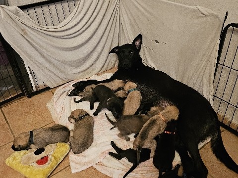 Belgian Shepherd Dog (Malinois) – Malinois-Mix