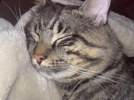 Maine Coon – Rehome ASAP – Fort Worth