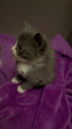 Kittens For sell