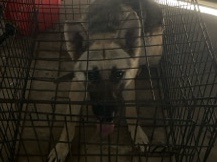 Old German Shepherd Dog – moving can’t keep him he’s friendly – Cypress