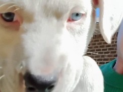 Mixed Breed – free to good home – Russellville