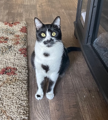 Junior male tuxedo cat for sale