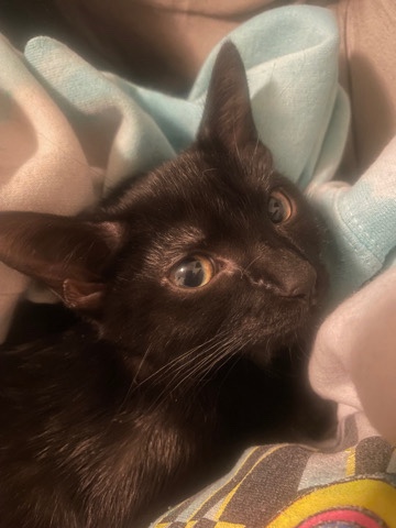 Burmese – Cat for adoption♡