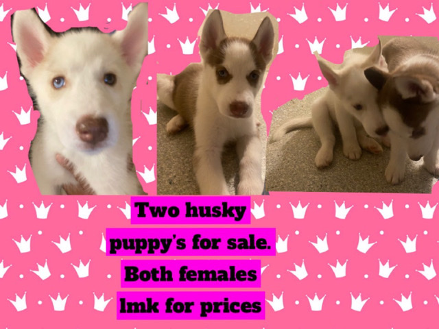 Siberian Husky – huskies for sale