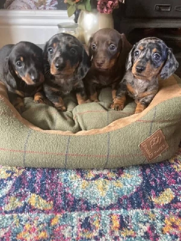 Dachshund – Miniature dachshund puppies rehoming