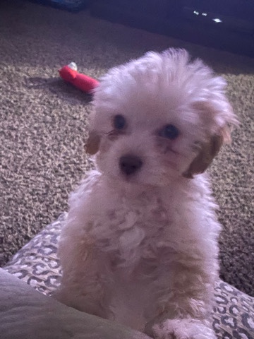 Toy Maltipoo 13 Weeks old