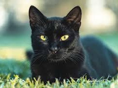 American Shorthair – Black Cat needs home asap – Forest Park