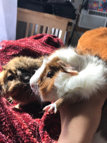 sweet guinea pigs