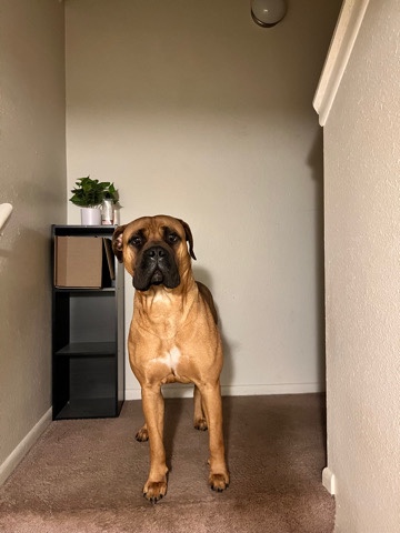 Bullmastiff – India