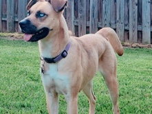 Boxer – Adorable Husky/Boxer/Pit Mutt Needs a Forever Home – Charlotte