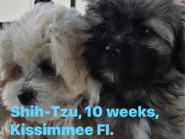 Shih Tzu – Shih-Tzu – Kissimmee