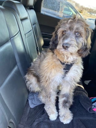 Aussie doodle Puppy