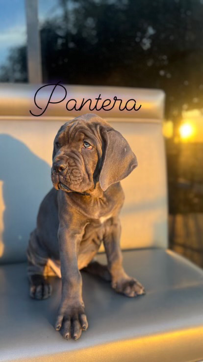 Cane Corso – Pantera Cane Corso puppy