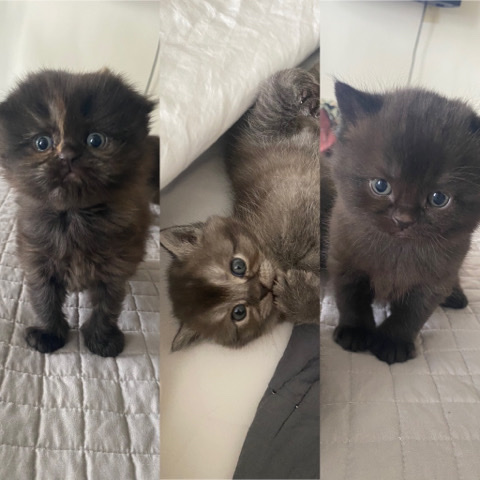 Scottish Fold – Scottish folds and straights!