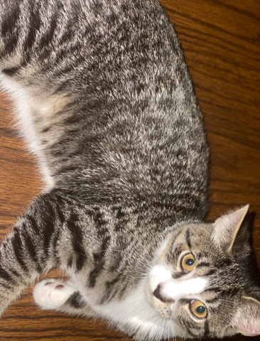 Luna✨(tabby cat)