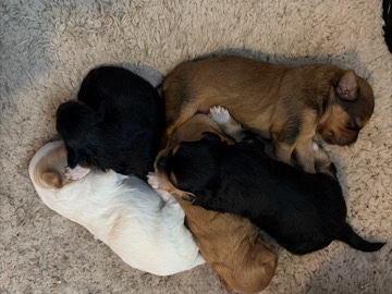 Shih Tzu – bundle of joy – Glendale