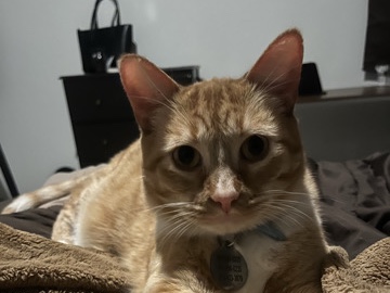 Nico – Citrus Heights
