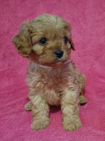 Cavapoo puppies