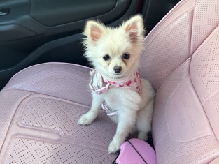 Pomeranian – Pomeranian girl! for sale