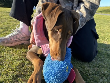 Doberman Pinscher – PureBred Dobermann – Moreno Valley