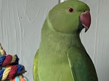 Parakeet – Female green Indian ringneck to good home – Halifax