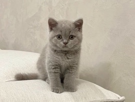 British Shorthair – Cute British Shorthair Kittens Looking for Caring Families 🥰 – London