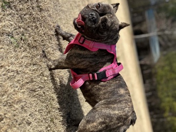 French Bulldog – Bulldog French – Cumming