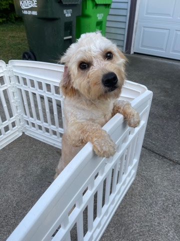 mini goldendoodle