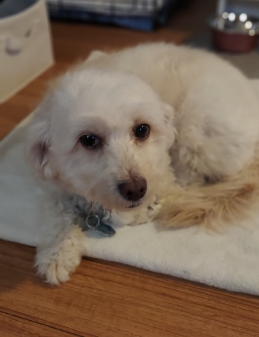 Poodle – Maltipoo