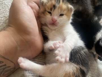 Asian Semi-longhair – 6 fluffy kittens for sale