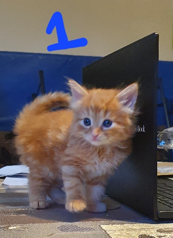 1 fluffy lovely ginger kitten