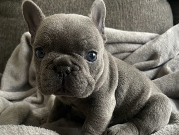 French Bulldog – AKC French Bulldog Puppy Ready for a Loving Home 🐾 – Kansas City