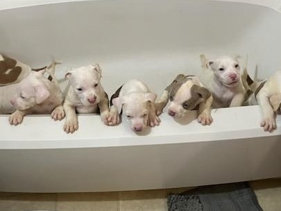 American Pit Bull Terrier – eight pitbull puppies 4 boys 4 girls – Longmont