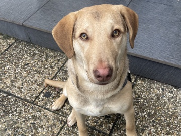 Image of Labrador Retriever