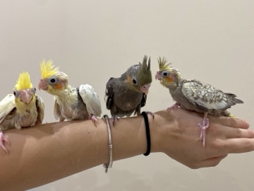 Parrot – Calopsitte ALLEVATE A MANO – San Severo