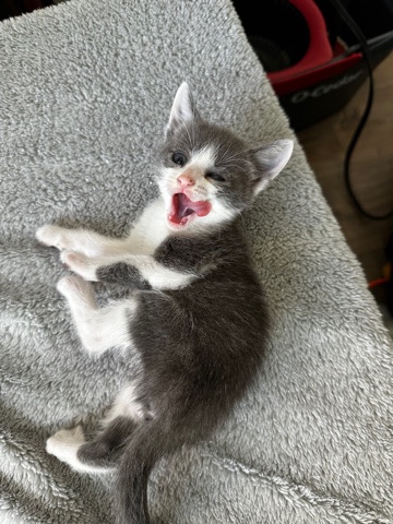 Rehoming kittens