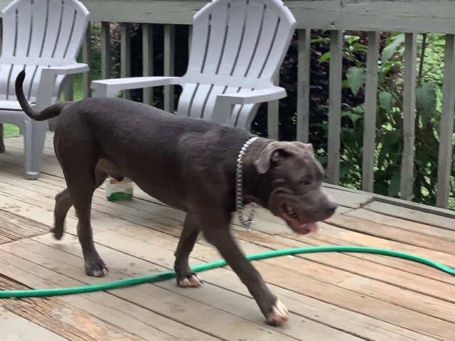 American Pit Bull Terrier – XXl American Bully