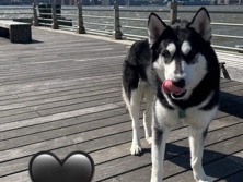 Siberian Husky – LOVEABLE HUSKY 4 U – New York