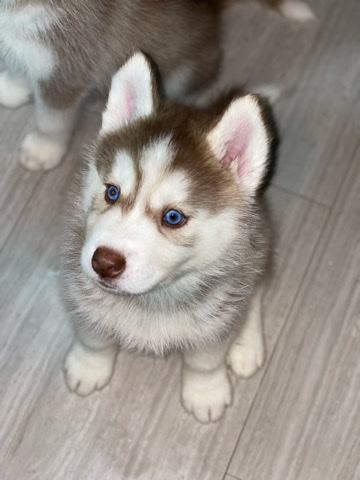 Siberian Husky – Siberian Husky Puppies