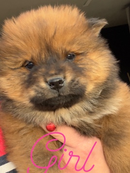 Chow Chow – Chow chow female Las Vegas