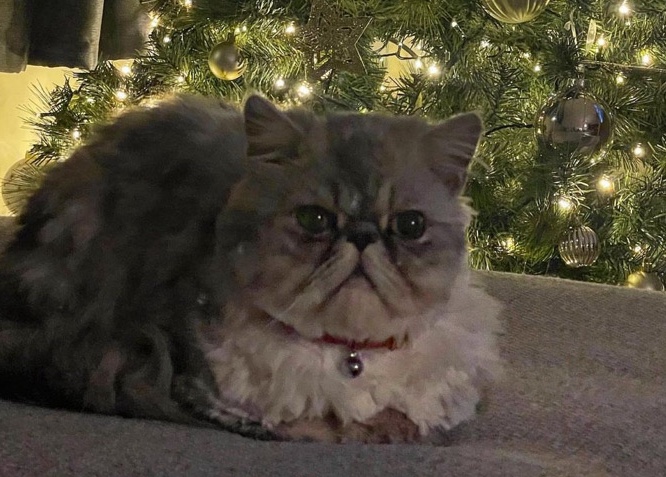 Persian (Traditional) – Persian cat