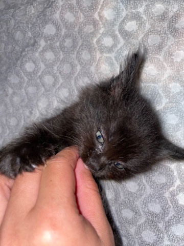 Maine Coon – free