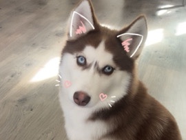 Siberian Husky – 🩵🐺 Those Eyes!! Gorgeous Blue-Eyed Husky Baby Looking for Her Forever Home – Summerville