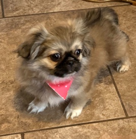 bellan Needs a New home ASAP 