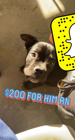 American Pit Bull Terrier – Puppy pitbull looking for home