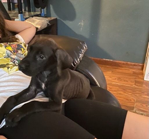 Great Dane – dane mix