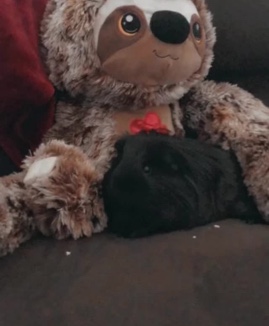 Guinea pig