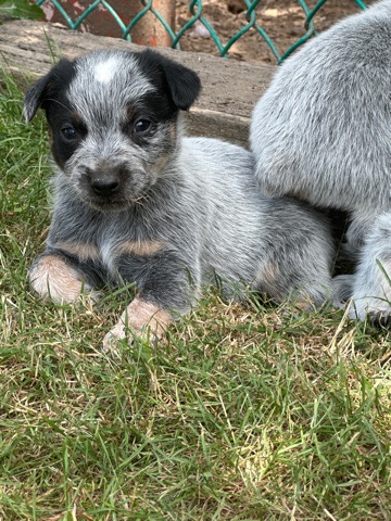 Australian Cattle Dog – Blur heeler puppies for sale