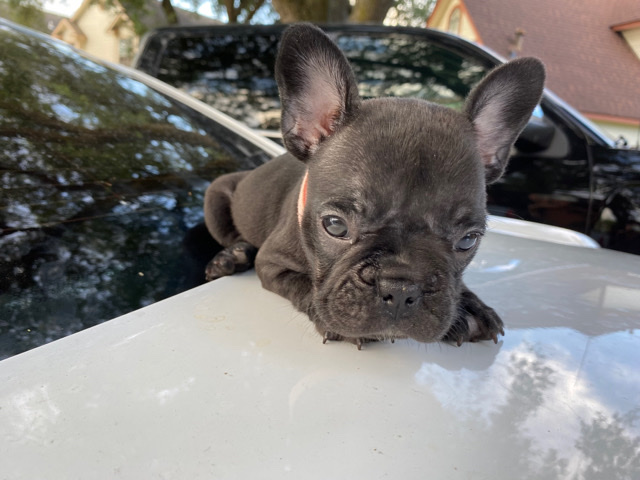 French Bulldog – French bulldogs